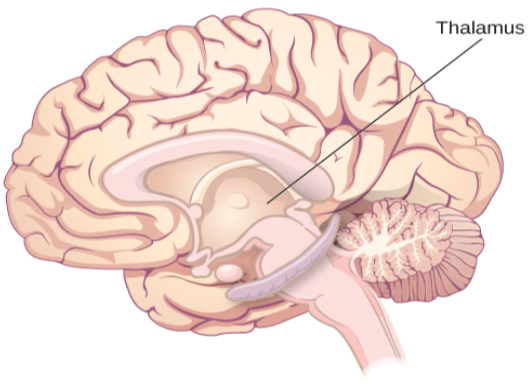 An illustration shows the location of the thalamus in the brain.