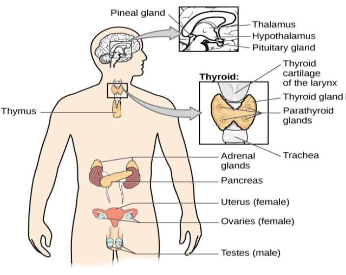 A diagram of the human body illustrates the locations of the thymus, several parts within the brain (pineal gland, thalamus, hypothalamus, pituitary gland), several parts within the thyroid (cartilage of the larynx, thyroid gland, parathyroid glands, trachea), the adrenal glands, pancreas, uterus (female), ovaries (female), and testes (male).