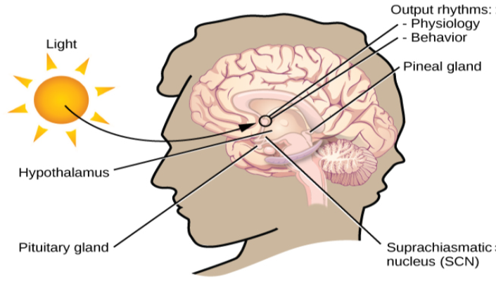 In this graphic, the outline of a person’s head facing left is situated to the right of a picture of the sun, which is labeled ”light” with an arrow pointing to a location in the brain where light input is processed. Inside the head is an illustration of a brain with the following parts’ locations identified: Suprachiasmatic nucleus (SCN), Hypothalamus, Pituitary gland, Pineal gland, and Output rhythms: Physiology and Behavior.