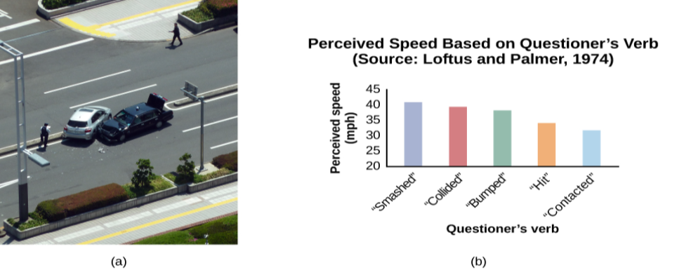 Photograph A shows two cars that have crashed into each other. Part B is a bar graph titled “perceived speed based on questioner’s verb (source: Loftus and Palmer, 1974).” The x-axis is labeled “questioner’s verb, and the y-axis is labeled “perceived speed (mph).” Five bars share data: “smashed” was perceived at about 41 mph, “collided” at about 39 mph, “bumped” at about 37 mph, “hit” at about 34 mph, and “contacted” at about 32 mph.