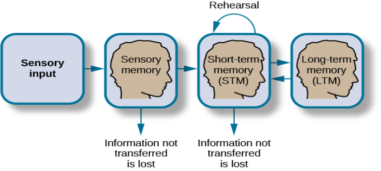 A flow diagram consists of four boxes with connecting arrows. The first box is labeled “sensory input.” An arrow leads to the second box, which is labeled “sensory memory.” An arrow leads to the third box which is labeled “short-term memory (STM).” An arrow points to the fourth box, labeled “long-term memory (LTM),” and an arrow points in the reverse direction from the fourth to the third box. Above the short-term memory box, an arrow leaves the top-right of the box and curves around to point back to the top-left of the box; this arrow is labeled “rehearsal.” Both the “sensory memory” and “short-term memory” boxes have an arrow beneath them pointing to the text “information not transferred is lost.”