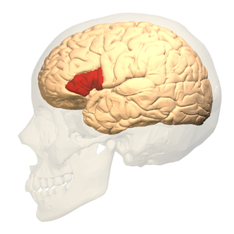 Brain inside a human skull highlighting in red Broca's area of the brain.