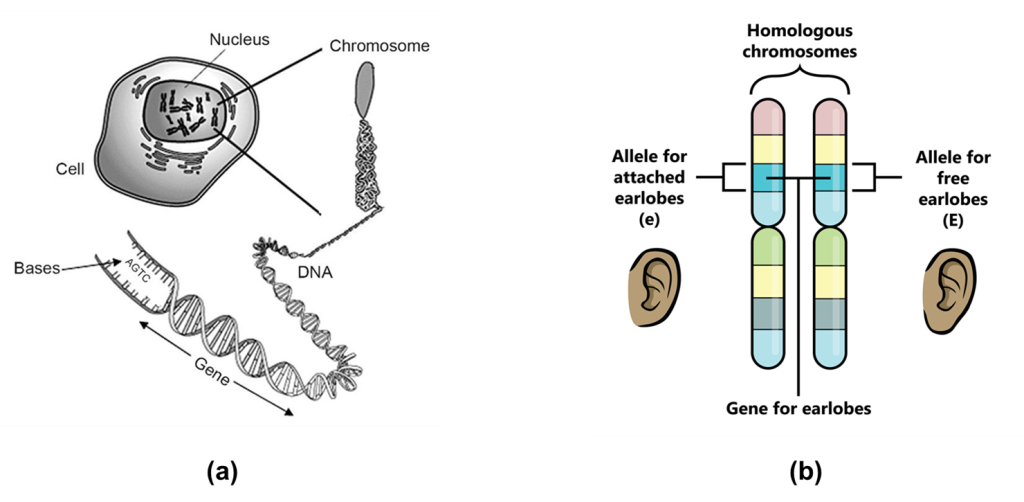 Figure (a)Image of a human cell with nucleus highlighted to show chromosomes. Lines point to an enlarged image of a chromosome, which is then broken into DNA. The uncurled DNA shows a gene section and the bases AGTC are highlighted.Figure (b) The word "homologous chromosomes" is shown above a pair of chromosomes. At the bottom lines point to the genes for earlobes. To the left of the genes for earlobes an image of an earlobe is titled "Allele for attached earlobes (e)", and on the right the title "Allele for free earlobes (E)" Lines show the location of the allele for both the attached and free earlobes.