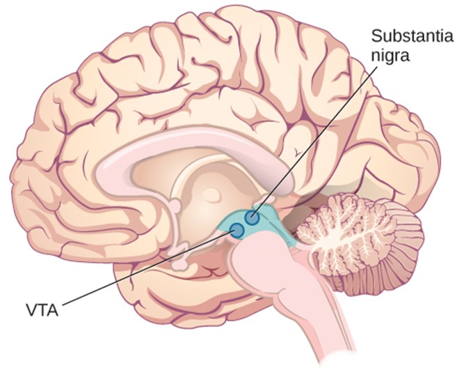 Sideview of the human brain showing the location of the the substantia nigra and the ventral tegmental area (VTA) of the midbrain