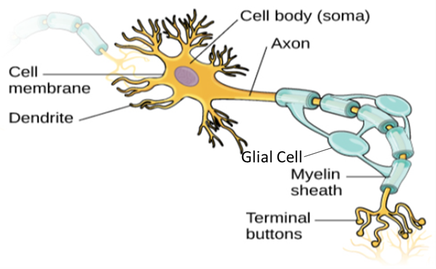 An illustration shows a neuron with labeled parts for the cell membrane, dendrite, cell body, axon, glial cells and terminal buttons. A myelin sheath covers part of the neuron.