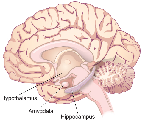 Side image of the brain showing the location of the hypothalamus, the amygdala, and the hippocampus.