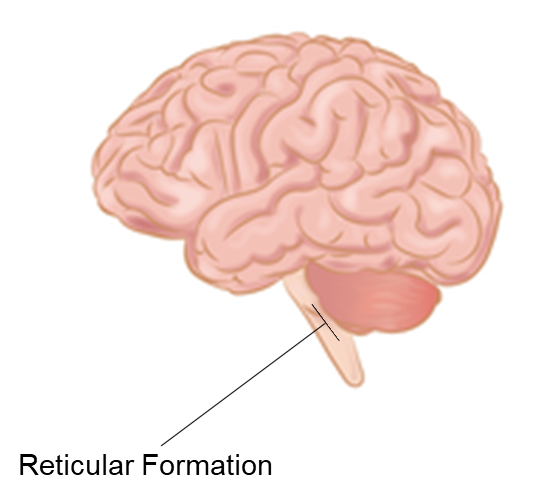 pink brain noting the location of the reticular formation.