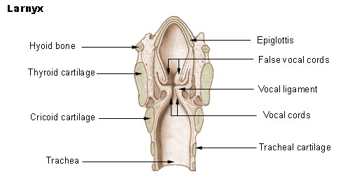 A cross section of the larynx is shown. The top bone is the hyoid, the middle in the thyroid, and the bottom is the cricoid bone. Below the bones is the trachea and the rings of cartilage protecting the trachea. Above is the epiglottis. Nestled in the middle are the vocal cords connected by the vocal ligament.