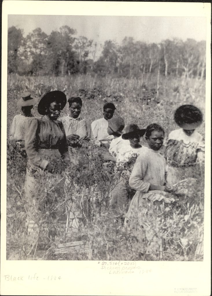 A scene from a cotton plantation
