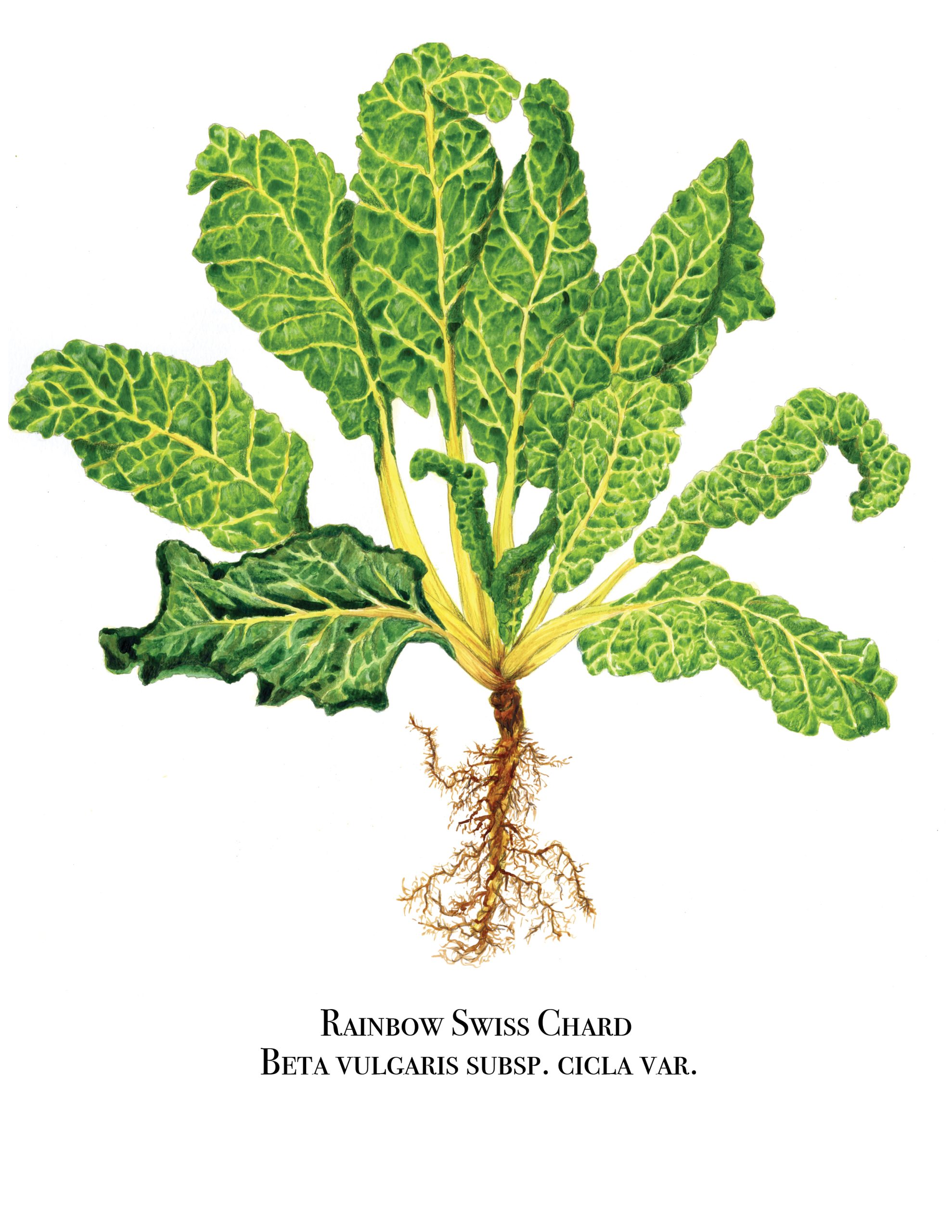 A colored pencil image of Swiss Chard by Johanna Guzman.