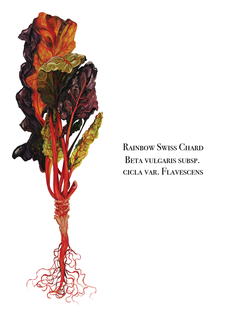 Botanical illustration of Rainbow Swiss Chard.