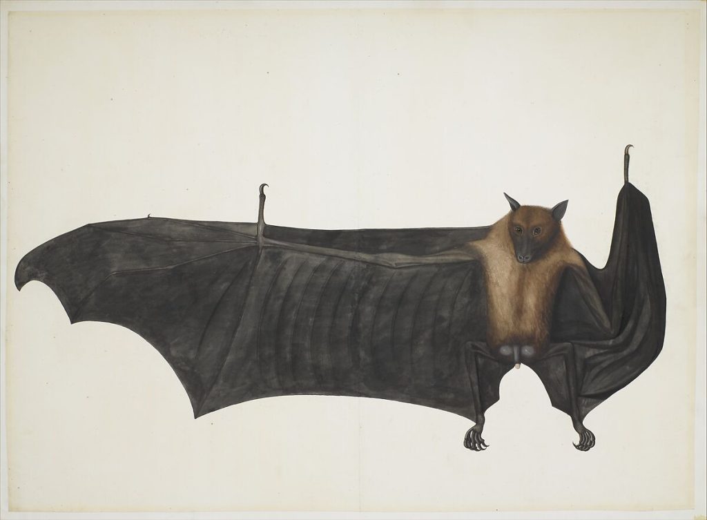 Great Fruit Bat, Watercolor, pencil, and ink on watercolor paper
