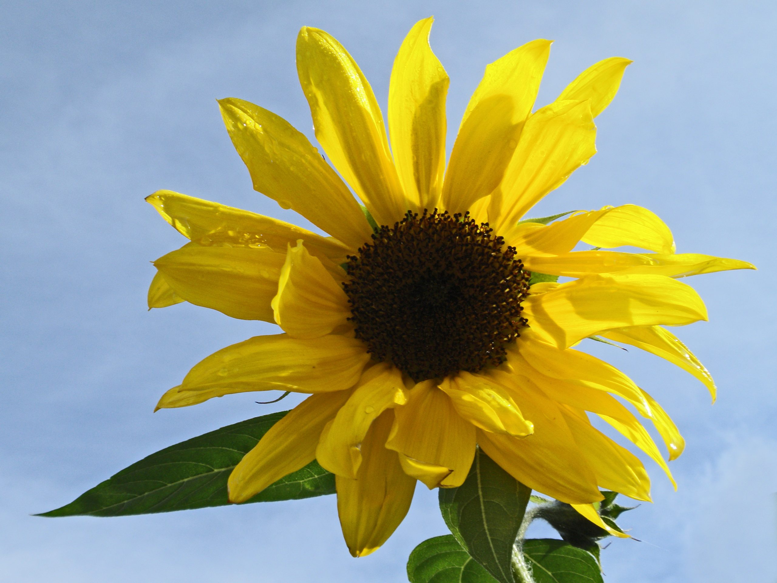 sunflower and blue sky