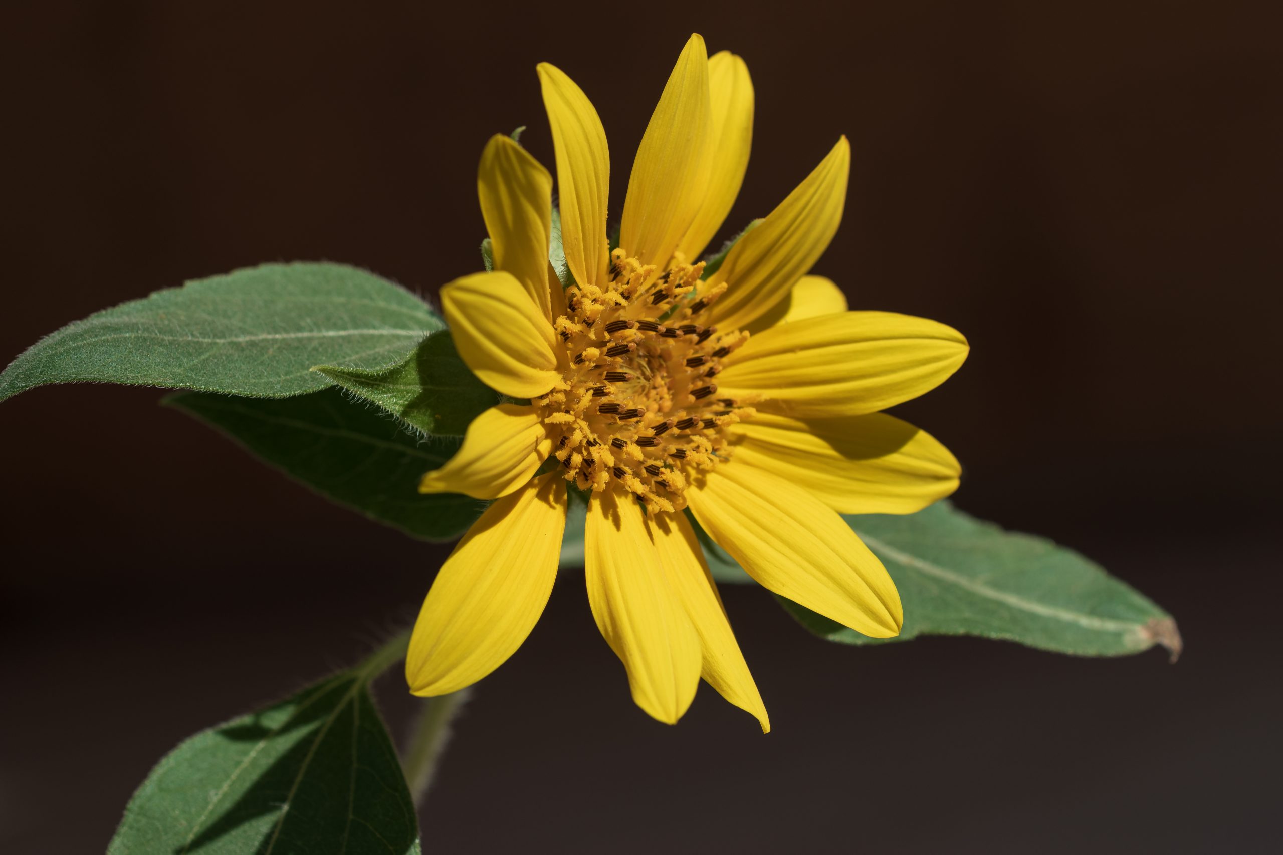 small sunflower