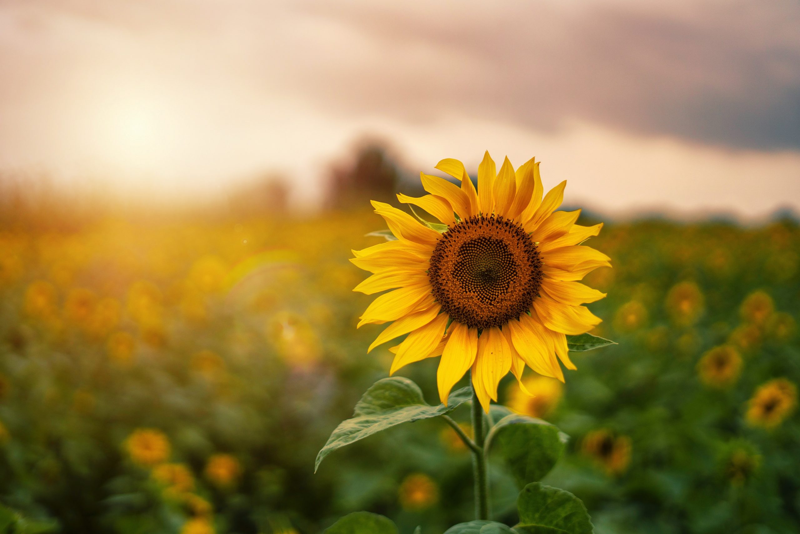 sunflower in a field of sunflowers